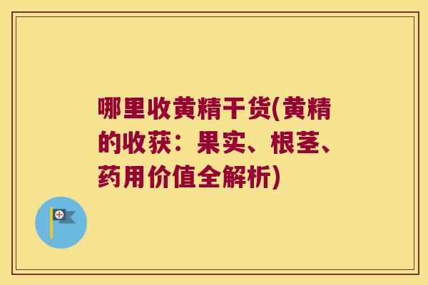 哪里收黄精干货(黄精的收获:果实、根茎、药用价值全解析) 哪里收黄精干货(黄精的收获:果实、根茎、药用价值全解析)