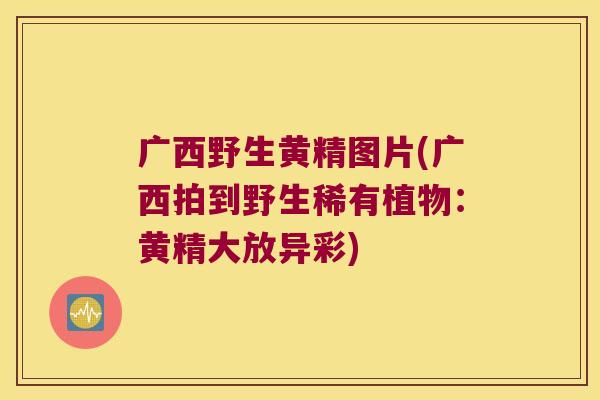 广西野生黄精图片(广西拍到野生稀有植物:黄精大放异彩) 广西野生黄精图片(广西拍到野生稀有植物:黄精大放异彩)