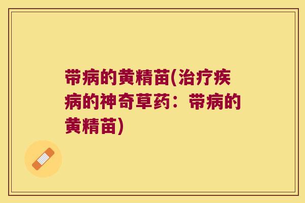 带的黄精苗(的神奇草药:带的黄精苗) 带的黄精苗(的神奇草药:带的黄精苗)