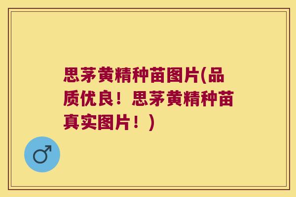 思茅黄精种苗图片(品质优良！思茅黄精种苗真实图片！)
