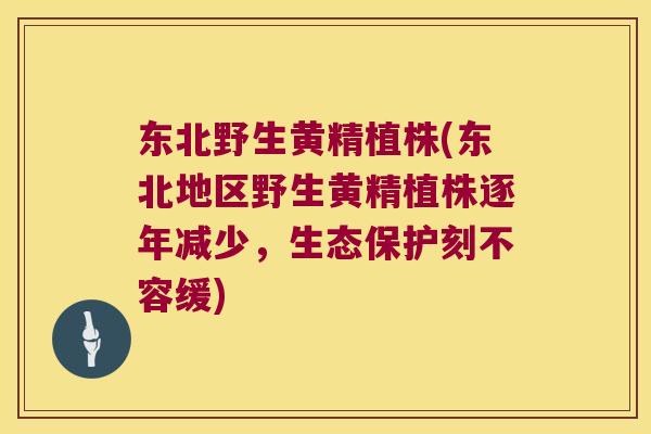 东北野生黄精植株(东北地区野生黄精植株逐年减少，生态保护刻不容缓)