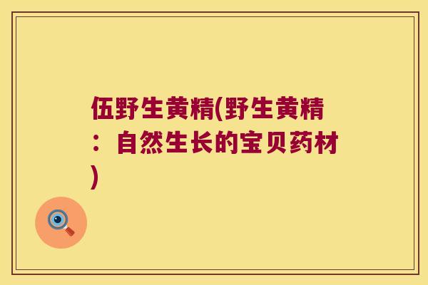 伍野生黄精(野生黄精：自然生长的宝贝药材)