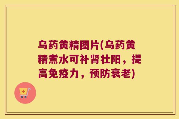 乌药黄精图片(乌药黄精煮水可补壮阳，提高力，)
