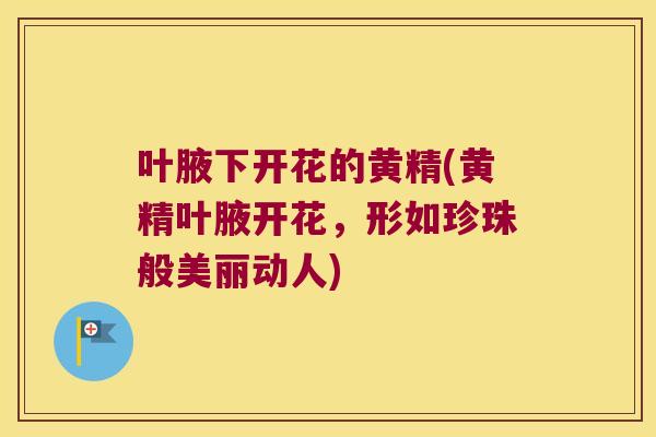 叶腋下开花的黄精(黄精叶腋开花,形如珍珠般美丽动人) 叶腋下开花的黄精(黄精叶腋开花,形如珍珠般美丽动人)