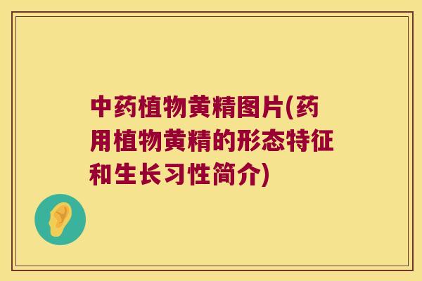 植物黄精图片(药用植物黄精的形态特征和生长习性简介) 植物黄精图片(药用植物黄精的形态特征和生长习性简介)