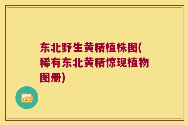 东北野生黄精植株图(稀有东北黄精惊现植物图册)