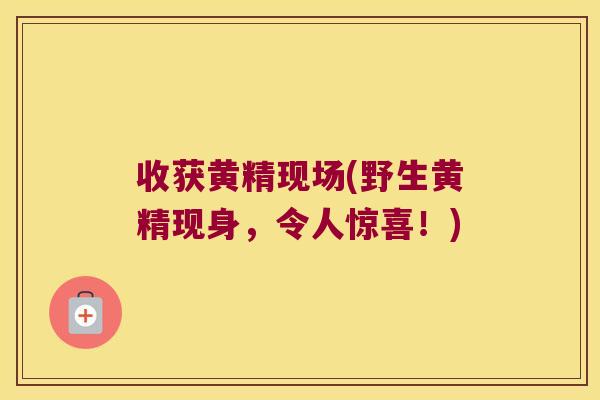 收获黄精现场(野生黄精现身，令人惊喜！)