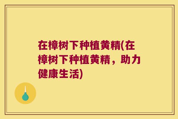 在樟树下种植黄精(在樟树下种植黄精，助力健康生活)