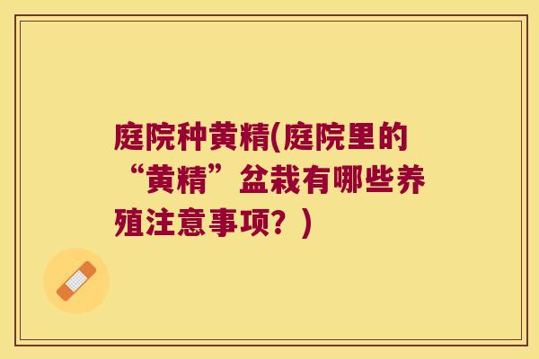 庭院种黄精(庭院里的“黄精”盆栽有哪些养殖注意事项？)