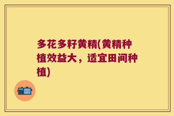 多花多籽黄精(黄精种植效益大,适宜田间种植) 多花多籽黄精(黄精种植效益大,适宜田间种植)