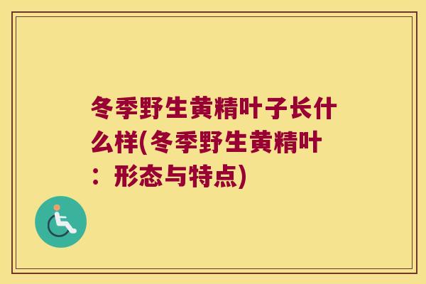 冬季野生黄精叶子长什么样(冬季野生黄精叶：形态与特点)