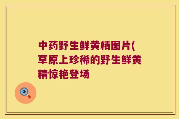野生鲜黄精图片(草原上珍稀的野生鲜黄精惊艳登场 野生鲜黄精图片(草原上珍稀的野生鲜黄精惊艳登场