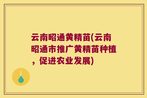 云南昭通黄精苗(云南昭通市推广黄精苗种植，促进农业发展)