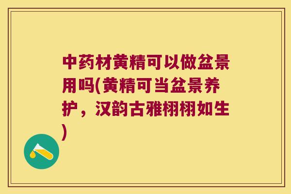 材黄精可以做盆景用吗(黄精可当盆景养护，汉韵古雅栩栩如生)
