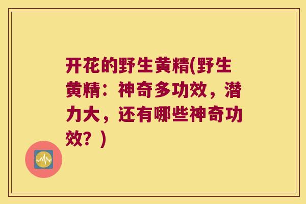 开花的野生黄精(野生黄精：神奇多功效，潜力大，还有哪些神奇功效？)