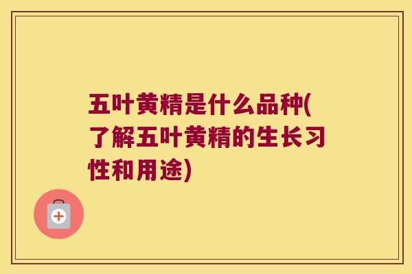 五叶黄精是什么品种(了解五叶黄精的生长习性和用途)