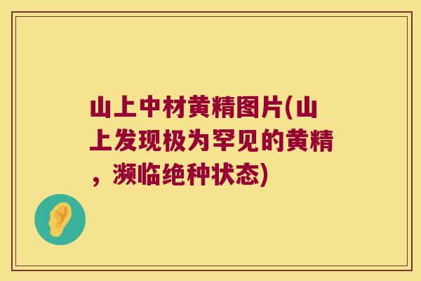 山上中材黄精图片(山上发现极为罕见的黄精，濒临绝种状态)