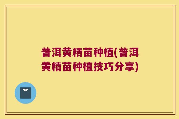 普洱黄精苗种植(普洱黄精苗种植技巧分享)