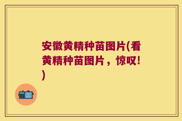 安徽黄精种苗图片(看黄精种苗图片，惊叹!)