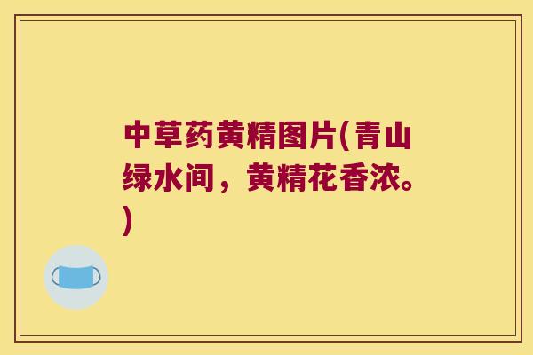 中草药黄精图片(青山绿水间，黄精花香浓。)