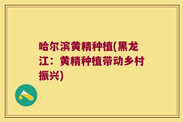 哈尔滨黄精种植(黑龙江:黄精种植带动乡村振兴) 哈尔滨黄精种植(黑龙江:黄精种植带动乡村振兴)