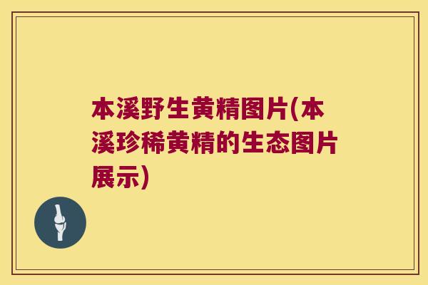 本溪野生黄精图片(本溪珍稀黄精的生态图片展示) 本溪野生黄精图片(本溪珍稀黄精的生态图片展示)