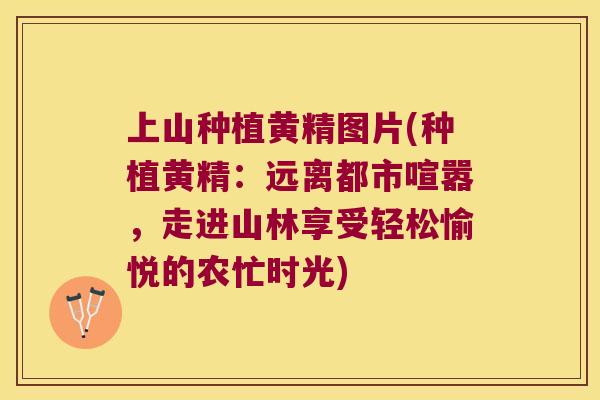 上山种植黄精图片(种植黄精:远离都市喧嚣,走进山林享受轻松愉悦的农忙时光) 上山种植黄精图片(种植黄精:远离都市喧嚣,走进山林享受轻松愉悦的农忙时光)