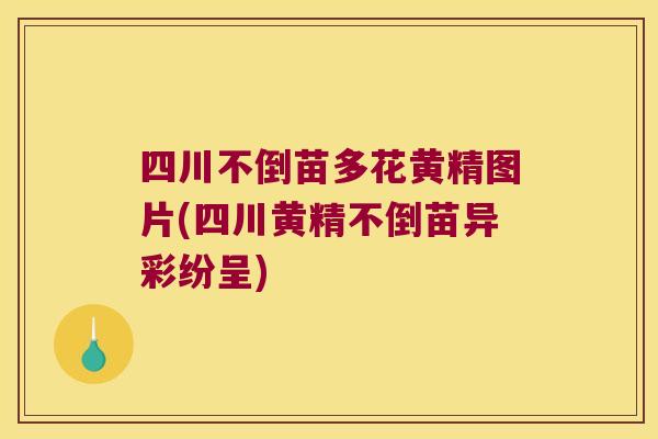 四川不倒苗多花黄精图片(四川黄精不倒苗异彩纷呈)