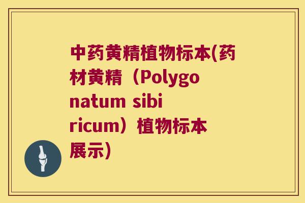 黄精植物标本(药材黄精(Polygonatum sibiricum)植物标本展示) 黄精植物标本(药材黄精(Polygonatum sibiricum)植物标本展示)