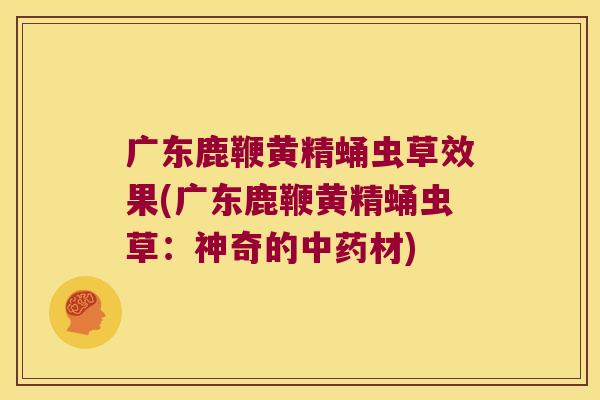 广东鹿鞭黄精蛹虫草效果(广东鹿鞭黄精蛹虫草：神奇的材)
