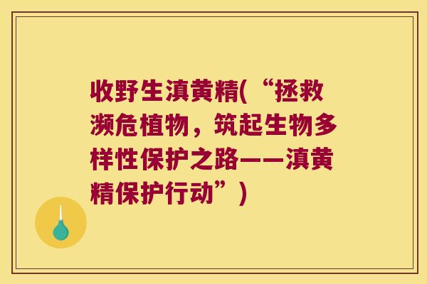收野生滇黄精(“拯救濒危植物，筑起生物多样性保护之路——滇黄精保护行动”)