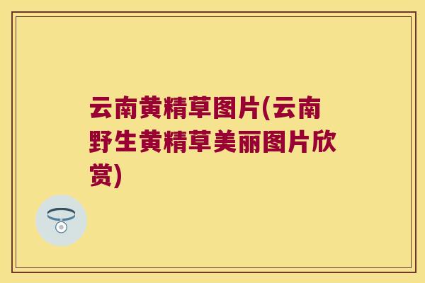 云南黄精草图片(云南野生黄精草美丽图片欣赏)