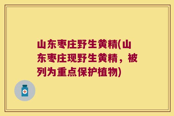 山东枣庄野生黄精(山东枣庄现野生黄精，被列为重点保护植物)