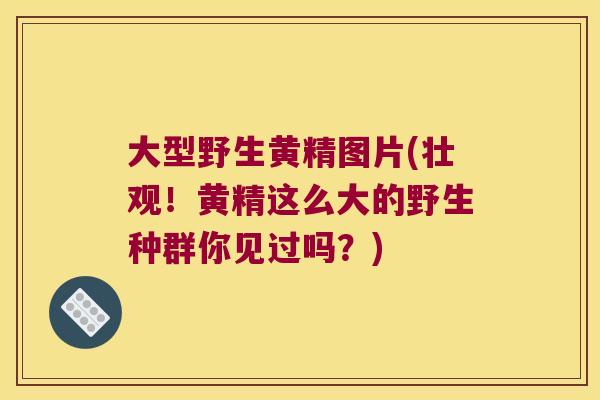 大型野生黄精图片(壮观！黄精这么大的野生种群你见过吗？)