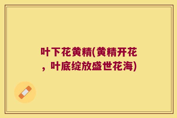 叶下花黄精(黄精开花,叶底绽放盛世花海) 叶下花黄精(黄精开花,叶底绽放盛世花海)
