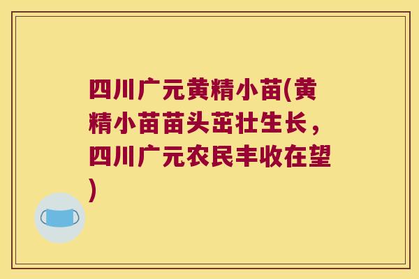四川广元黄精小苗(黄精小苗苗头茁壮生长，四川广元农民丰收在望)
