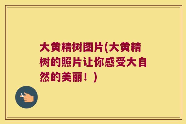 大黄精树图片(大黄精树的照片让你感受大自然的美丽！)