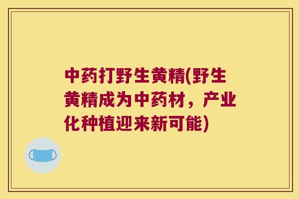 打野生黄精(野生黄精成为材,产业化种植迎来新可能) 打野生黄精(野生黄精成为材,产业化种植迎来新可能)
