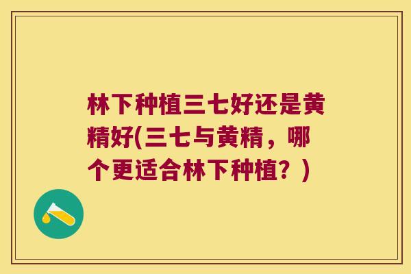 林下种植三七好还是黄精好(三七与黄精，哪个更适合林下种植？)