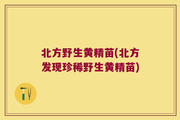 北方野生黄精苗(北方发现珍稀野生黄精苗) 北方野生黄精苗(北方发现珍稀野生黄精苗)