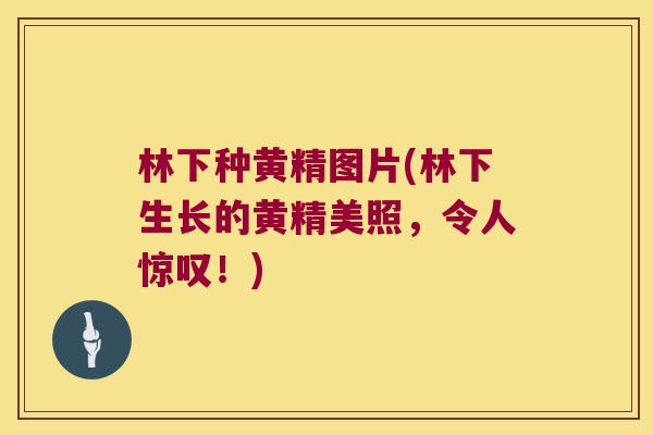 林下种黄精图片(林下生长的黄精美照,令人惊叹!) 林下种黄精图片(林下生长的黄精美照,令人惊叹!)