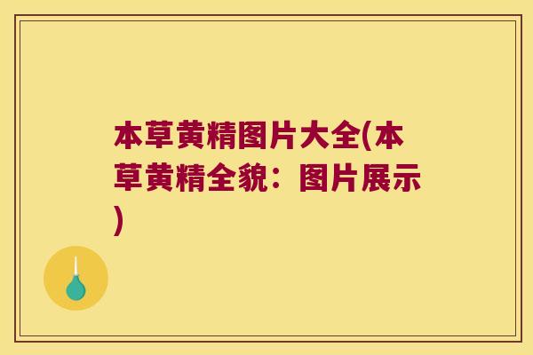 本草黄精图片大全(本草黄精全貌：图片展示)