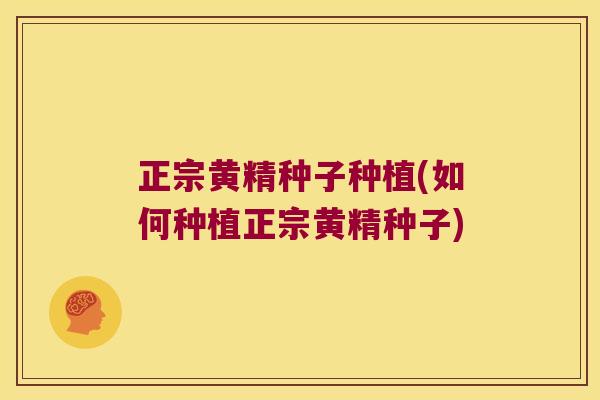 正宗黄精种子种植(如何种植正宗黄精种子)