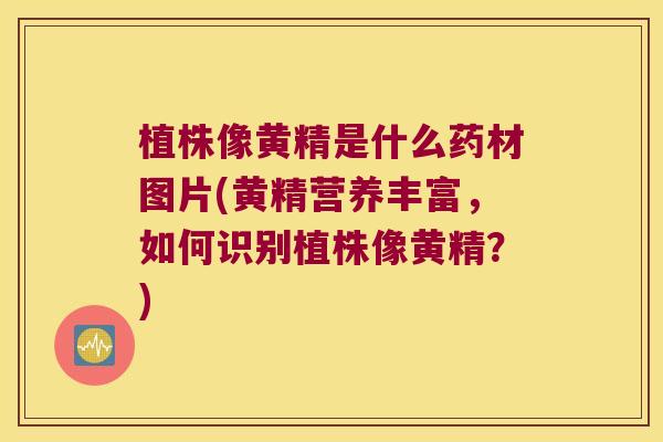 植株像黄精是什么药材图片(黄精营养丰富，如何识别植株像黄精？)