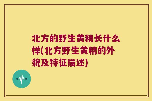 北方的野生黄精长什么样(北方野生黄精的外貌及特征描述) 北方的野生黄精长什么样(北方野生黄精的外貌及特征描述)