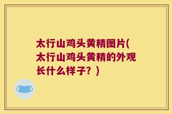 太行山鸡头黄精图片(太行山鸡头黄精的外观长什么样子?) 太行山鸡头黄精图片(太行山鸡头黄精的外观长什么样子?)