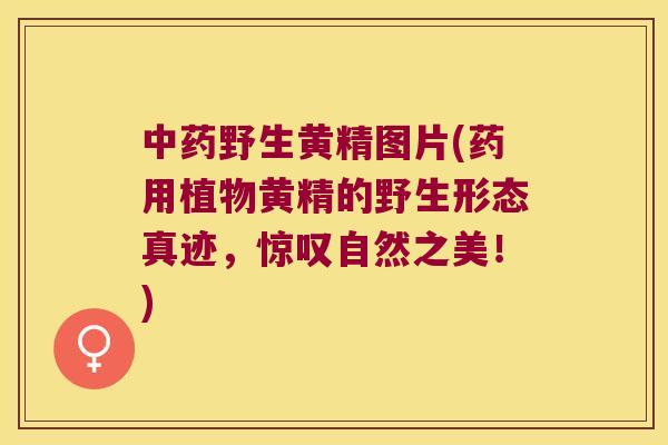 野生黄精图片(药用植物黄精的野生形态真迹,惊叹自然之美!) 野生黄精图片(药用植物黄精的野生形态真迹,惊叹自然之美!)