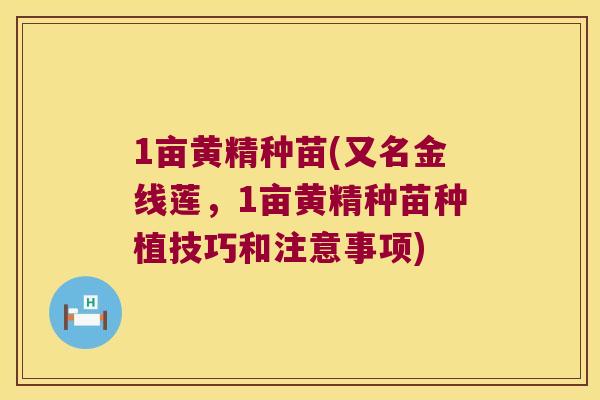 1亩黄精种苗(又名金线莲,1亩黄精种苗种植技巧和注意事项) 1亩黄精种苗(又名金线莲,1亩黄精种苗种植技巧和注意事项)