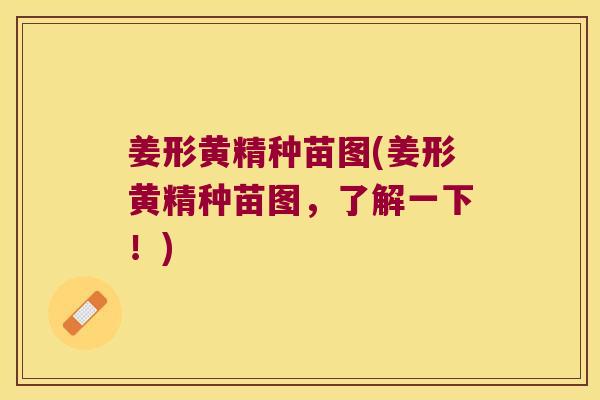 姜形黄精种苗图(姜形黄精种苗图,了解一下!) 姜形黄精种苗图(姜形黄精种苗图,了解一下!)