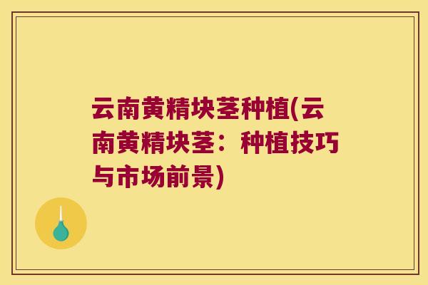 云南黄精块茎种植(云南黄精块茎:种植技巧与市场前景) 云南黄精块茎种植(云南黄精块茎:种植技巧与市场前景)